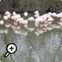 photo : Flamants