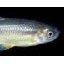 Europe : un poisson d'eau douce sur trois menacé d'extinction 