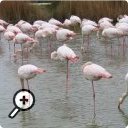 photo : Flamants
