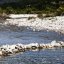 Mesurer l'ADN d'une rivière permet de prévoir sa biodiversité