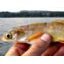 On est encore loin de tout savoir sur les lacs suisses
