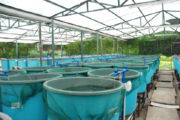  <p>Ferme d'aquaculture en Chine<br class='manualbr' />(© defun - Fotolia.com)</p>