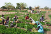  <p>Comment prendre en compte les usages productifs de l'eau<br class='manualbr' />- ici une culture de persil - sans pénaliser celles et ceux qui contribuent au développement local ?<br class='manualbr' />(Photo IAS)</p>