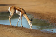  <p>Impala, désert du Kalahari<br class='manualbr' />© EcoView - Fotolia.com</p>