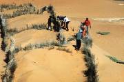  <p>Mauritanie : fixation de dunes (Photo FAO, R.Faidutti)</p>