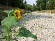  <p>Rivière genevoise pendant<br class='manualbr' />la canicule de 2003<br class='manualbr' />© aqueduc.info</p>