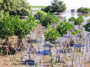  <p>Replantation de palétuviers<br class='manualbr' />dans une mangrove<br class='manualbr' />du littoral de Bangkok<br class='manualbr' />(photo © Tobias Salathé)</p>
