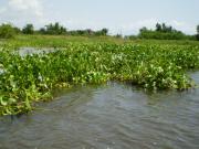  <p>Tapis de jacinthes d'eau :<br class='manualbr' />"j'y suis j'y reste"<br class='manualbr' />(photos B.Capo-Chichi)</p>