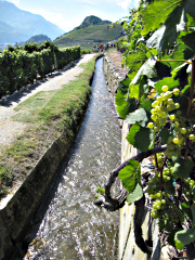  <p>Bisse de Clavau<br class='manualbr' />dans le vignoble</p>