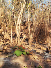 <p>Les plantations de teck souffrent aussi<br class='manualbr' />en saison sèche</p>