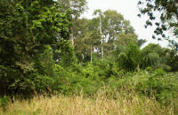  <p>Forêt sacrée de Oro (société secrète) à Zimon près de Sakété</p>