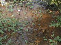  <p>Dans les zones humides, sangsues et cafards ont remplacé crapauds et grenouilles</p>