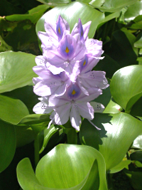  <p><small><i>Photo Gabriela Ruellan/Wikimedia</i> CC</small></p>