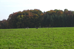 <p><small>Champ remis en herbe<br class='manualbr' />dans le bassin d'alimentation<br class='manualbr' />des sources à Sugnens</small></p>