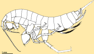  <p><small><i>Niphargus aroalensis</i>, amphipode de l'Aar<br class='manualbr' /><small><i>(dessin : Roman Alther / Eawag)</i></small></small></p>