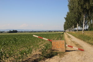  <p><small>Culture de maïs dans la Broye<br class='manualbr' /><small><i>(image Agroscope)</i></small></small></p>