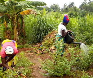  <p><small>Maraîchage à la périphérie de Porto Novo :<br class='manualbr' />Dame Afia entretient sa pépinière d'eucalyptus<br class='manualbr' />pendant que sa fille Oumé arrose une planche<br class='manualbr' />de crin-crin, légume feuille utilisé en sauce.</small></p>