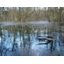 La forêt à l'enseigne de la Journée mondiale des zones humides (2 février)