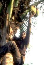  <p>Photo FAO</p>