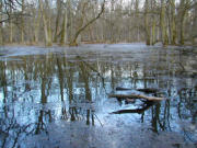  <p>Ripisylve de la<br class='manualbr' />rivière Thaya/Dyie<br class='manualbr' />en République tchèque<br class='manualbr' />(photo © Tobias Salathé)</p>