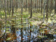  <p>Forêt riveraine <br class='manualbr' />de la rivière Kotra<br class='manualbr' />à la frontière entre<br class='manualbr' />Lituanie et Biélorussie<br class='manualbr' />(photo © Tobias Salathé)</p>