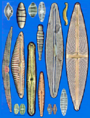  <p>Diatomées caractéristiques d'une eau de très bonne qualité, vues au microscope<br class='manualbr' />© Photo Michel Coste<br class='manualbr' />/ Cemagref</p>