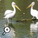 photo : Parc des Oiseaux