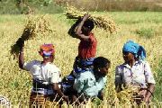  <p>Moisson (Photos FAO)</p>