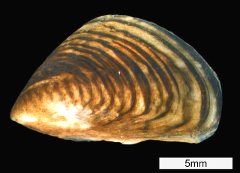  <p><small>Moule quagga <small><i>(Wikimedia Commons / Motte123)</i></small></small></p>