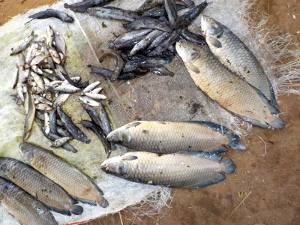  <p><small>Produits de la pêche au Lac Sré<br class='manualbr' />en septembre 2019</small></p>